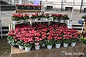 VBS_6791 - FLOREAL Ottobre 2022 - Tre giorni di fiori, piante e bellezza